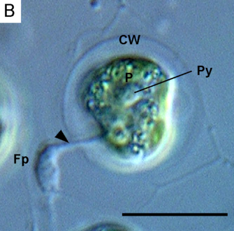 Lotharella globosa extending a filopodium (Fp) through a pore of the cell wall (CW) from a walled amoeboid cell. Py: pyrenoid. Scale bar = 10 μm