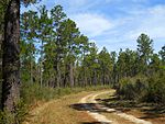 Pine forest in De Soto.