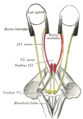 Figure showing the mode of innervation of the Recti medialis and lateralis of the eye