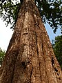 Der Teakbaum (Tectona grandis) liefert ein wertvolles Holz