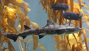Leopardenhai und Chromis punctipinnis