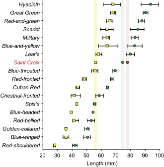 Diagram showing macaw bone measurements plotted into a graph