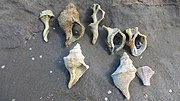 Shells fragments washed ashore at Hobbs Bay, Whangaparaoa