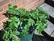 Potatoes grown in a tall bag are common in gardens as they minimize digging.