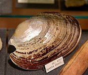 Spatha shell from Naqada tomb 1539, Egypt, Naqada I period, The Petrie Museum of Egyptian Archaeology, London