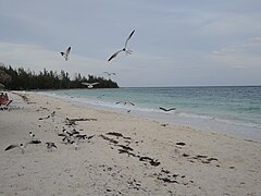 Seagulls at Taino Beach