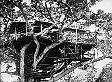 Treetops in 1935