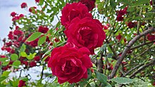 A close view of a climbing rose with bright red blooms