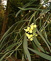 ......... (Acacia rostellifera) Mimosoideae, Fabaceae