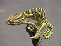 Image 17Indian chameleon