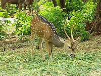 Chital (spotted deer)