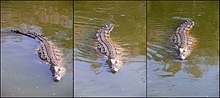 Three images of a crocodile in the water at different stages of swimming sequence as it propels itself with its tail