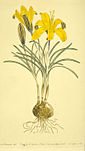 Illustration of yellow Crocus angustifolius from 1803