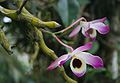 Dendrobium nobile *