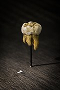 Replica of the molar of Denisova. Part of the roots was destroyed to study the mtDNA. Their size and shape indicate it is neither Neanderthal nor H. sapiens.