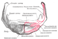 Hyoid bone—anterior surface, enlarged