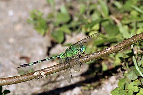 Great pondhawk dragonfly (Erythemis vesiculosa)