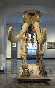 Peale's Mastodon