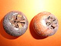 Bletted (left) and unbletted (right) medlar fruit