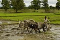 Ploughing of paddy field with an ard pulled by oxen