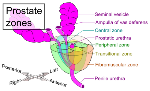 Zones of prostate