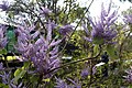 Purple-flowering variety