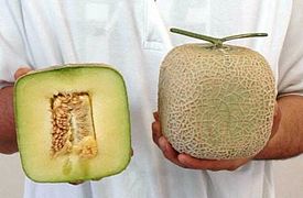 'Squared melon' grown in Atsumi District, Aichi Japan, known as kakumero