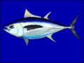 Image 10Bigeye tuna cruise the epipelagic zone at night and the mesopelagic zone during the day (from Deep-sea fish)