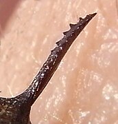 Detail of female telson