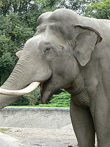 A headshot of an adult Asian elephant.