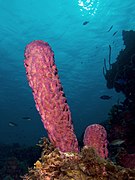 Aplysina archeri (Stove-pipe Sponge-pink variation)