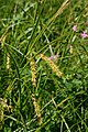 Blasen-Segge (Carex vesicaria)