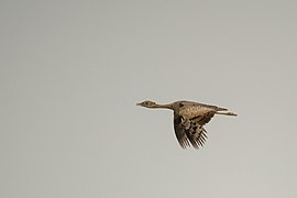 A female lesser florican in flight from Rajasthan