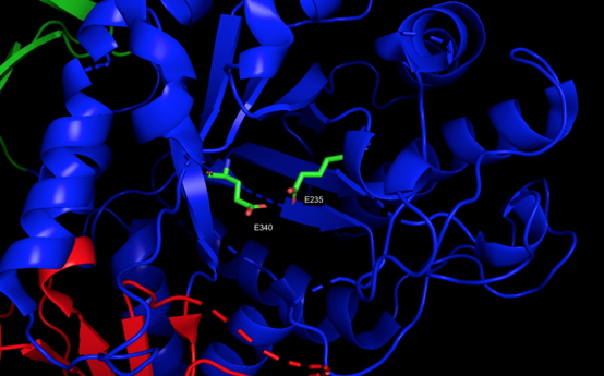 Three-dimensional PyMol rendering of glucocerebrosidase with catalytic residues highlighted.