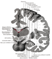 Coronal section of brain immediately in front of pons. Subthalamic nucleus labeled as "Nucleus of Luys".