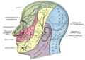 Dermatome distribution of the trigeminal nerve, also showing the sensory distribution of the great auricular, lesser occipital, and greater occipital nerves.