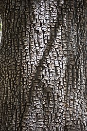 Alligator-like bark on trunk
