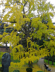 The Ginkgo biloba in the small labyrinth