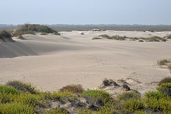 Interior island dunes (Nov 2022)