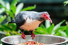 A pigeon with greyish upperparts at a bowl of fruits