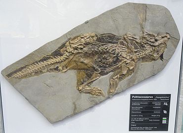Original Psittacosaurus