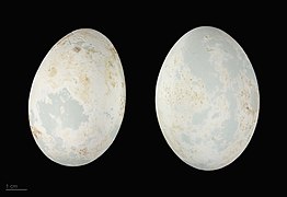 eggs - MHNT