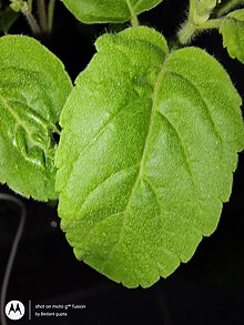 magnified leaf image