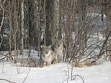 Two Canada lynxes sitting in the snow in a boreal forest