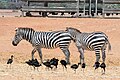 Zebras und Ibisse