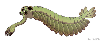 Opabinia (Opabiniidae)