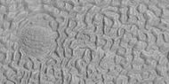Brain terrain being formed, as seen by HiRISE under HiWish program Image location is Ismenius Lacus quadrangle.