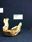 Atapuerca, Homo heidelbergensis (0.5 Ma)