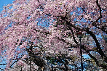 Cherry blossoms in Sendai, Miyagi, Japan. In Japanese the word for cherry blossom pink is (sakura-iro), and peach blossoms (momo-iro).