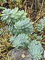 Myrtle spurge Euphorbia myrsinites